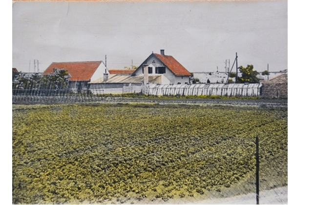 Blumengärtnerei Bunzel 1950