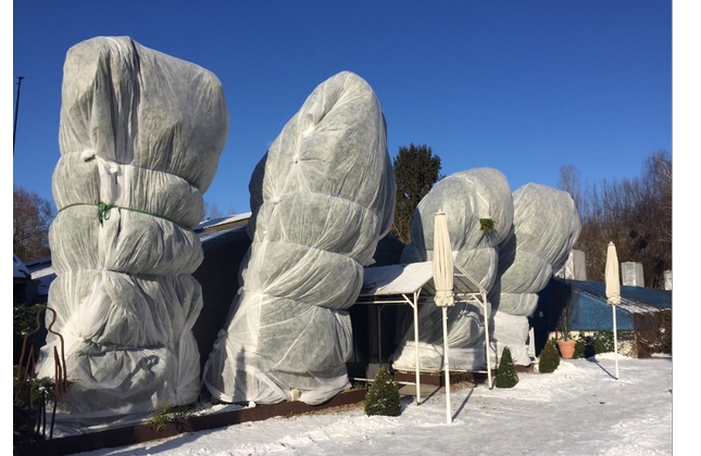 Winter im Botanikum